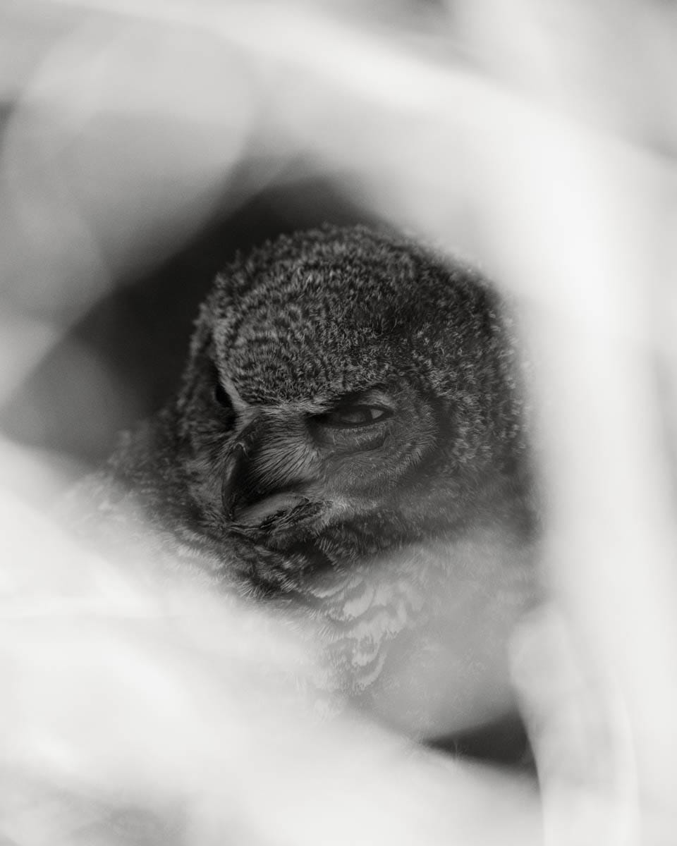 great horned owl